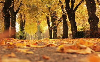 My housekeeping checklist for the fall season…