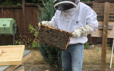 For the bees…